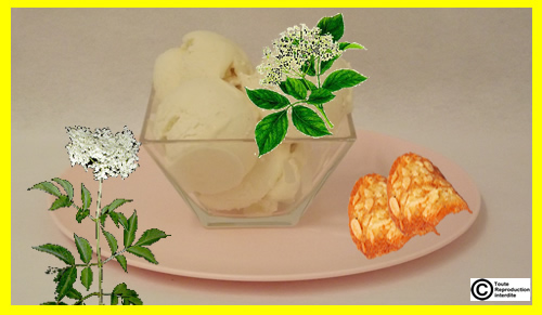 sorbet sureau